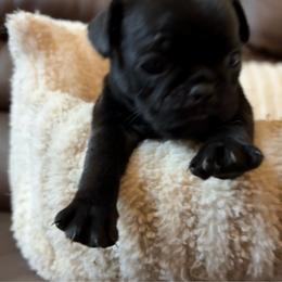 Female 2 - Black female Pug puppy in Athens, Alabama from Tina’s Pugs