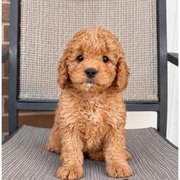 Ginger - Apricot female Goldendoodle puppy in Swartz Creek, Michigan from Michigan Doodles