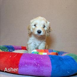 Asher - Cream male Cockapoo puppy in Sunset, Louisiana from Cano Cockapoos