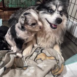 Johnny cash - Merle male Pomsky puppy in Sturgis, Kentucky from Furever Pomskies