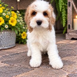 Ansel - Red and white male Cockapoo puppy in Holton, Indiana from MoonShine Babies