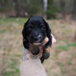 Biscuit - Black and tan male Dachshund puppy in Solon Springs, Wisconsin from Werpstead Shorties