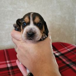 Girl 3- Dot - Black tan and bluetick female Beagle puppy in Bell, Florida from Pridgeon Kennels