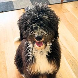 Grace - Bernedoodle