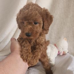 TOD - Red  male Poodle puppy in San Tan Valley, Arizona from Desert Storm Poodles