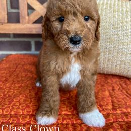 Class Clown - Red  male Goldendoodle puppy in Sunman, Indiana from Brunsman Country Doodles LLC