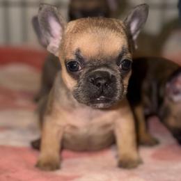 Bluefawn female - Blue fawn female French Bulldog puppy in Pennsylvania from R & C French Bulldogs