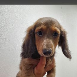 LH male 2 - Sable male Dachshund puppy in Charlotte County, Florida from Doxie Den