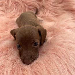 Nova - Chocolate female Dachshund puppy in Sarah, Mississippi from White's Mississippi Doxies
