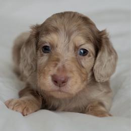 Eeorye - Dapple male Dachshund puppy in Memphis, Tennessee from Lone River Dachshunds