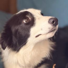 Cricket - Border Collie