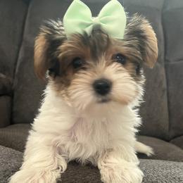 Yorkshire Terrier Puppies from The Yorkie Shack