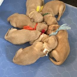 Golden Retriever Puppies from Gail’s Goldens
