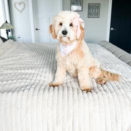 Autumn - Goldendoodle