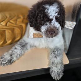 Reese - Parti male Goldendoodle puppy in Decatur, Tennessee from Diamond's Doodles
