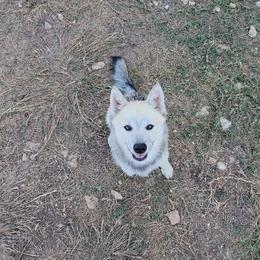 Poppy - Wolf sable female Pomsky puppy in Weir, Texas from Bluebonnet Pomskies