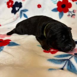 7up - Black and red female German Shepherd puppy in Coplay, Pennsylvania from By My Side Germans Shepherds & Dobermans