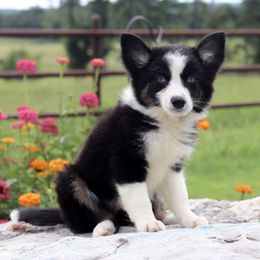 Girl 3 - female Miniature Australian Shepherd puppy in Caufield, Missouri from Rockin CF Aussies