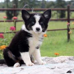 Girl 3 - female Miniature Australian Shepherd puppy in Caufield, Missouri from Rockin CF Aussies