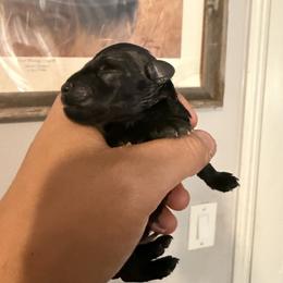 Boy 4 - Black male Miniature Schnauzer puppy in Upland, California from Rising Minis of Upland