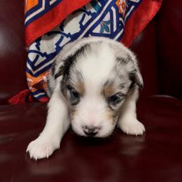 Togepi - Blue merle female Australian Shepherd puppy in Chaplin, Connecticut from Mystic Moon