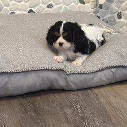 Cavalier King Charles Spaniel Puppies from Krawczyk's House of Cavaliers