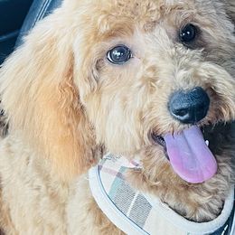 Maggie - Goldendoodle