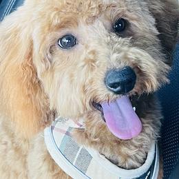Maggie - Goldendoodle