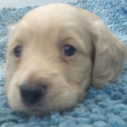 DBs Paul Dessau - Cream male Dachshund puppy in Summerfield, Florida from D & B Ranchette