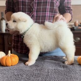 Boy 5 green collar - Akita puppy from Main Street Akitas