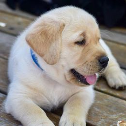 Labrador Retriever Puppies from Judy Sarao's Labs