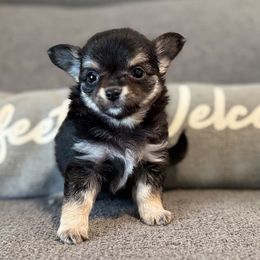 Cliff - Black and tan male Chihuahua puppy in Orlando, Florida from Figgy’s Chihuahuas