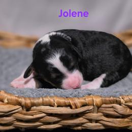 Jolene - Tri-color female Bernedoodle puppy in Summerville, South Carolina from Channys Doodles