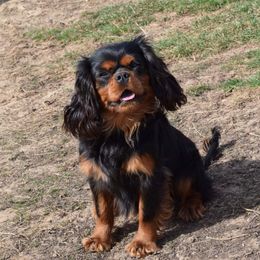 Dolly - Cavalier King Charles Spaniel