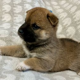 Josephine - Red Shiba Inu puppy in Las Vegas, Nevada from AKZ Shiba Inus