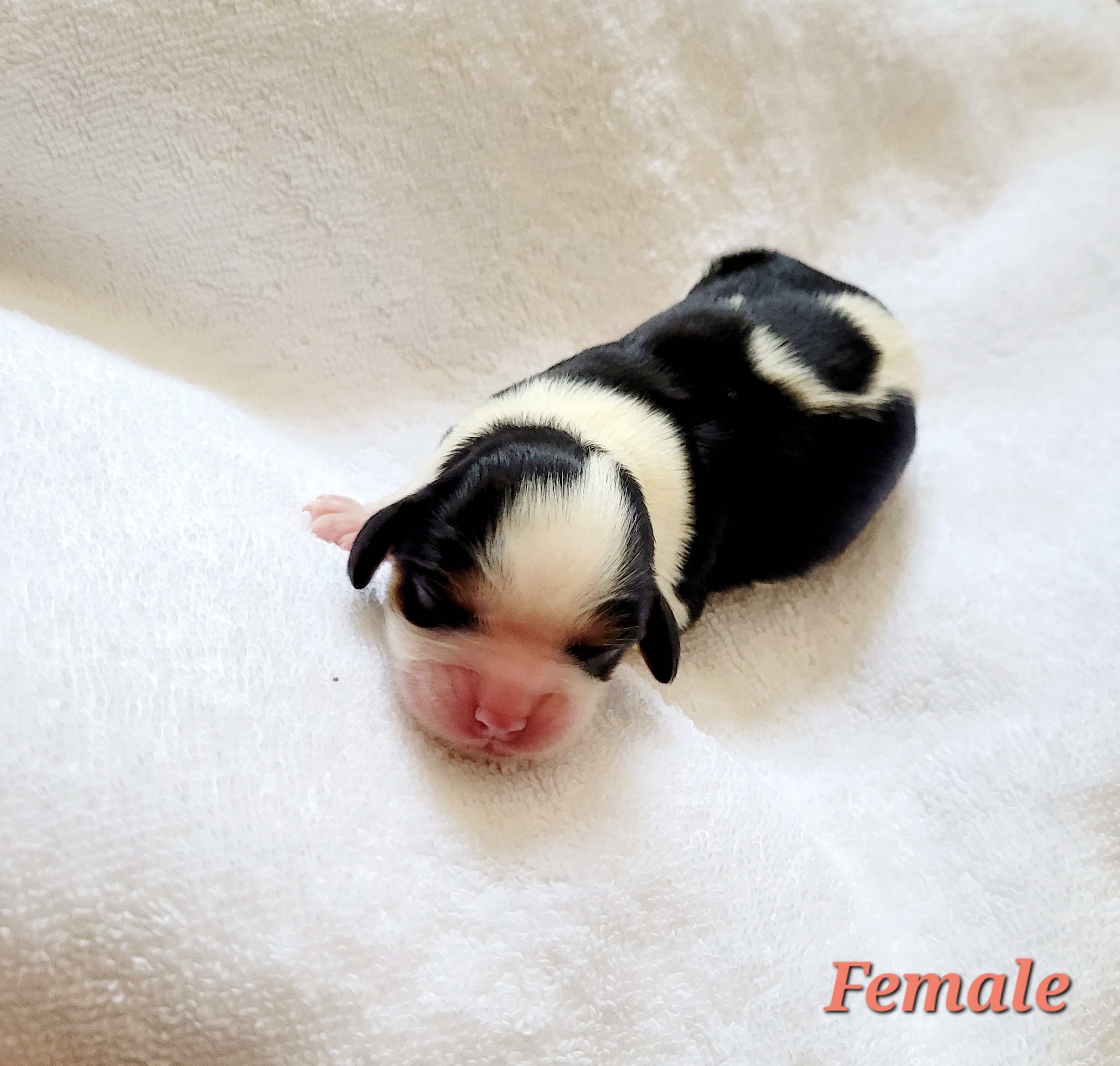 Cavalier King Charles Spaniel Puppies from Southern California Cavaliers