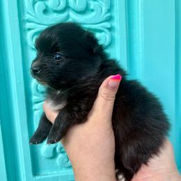 Rachel - Black female Pomeranian puppy in Springfield, Missouri from Hope Mountain Pomeranians