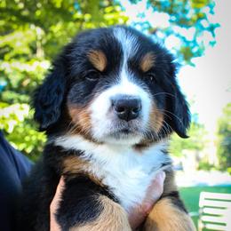 Bernese Mountain Dog Puppies from Locust Hill Berners