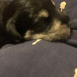 Miniature Schnauzer and Poodle Puppies from Bits & Bytes Farm