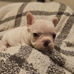 French Bulldog Puppies from Electric City Frenchies