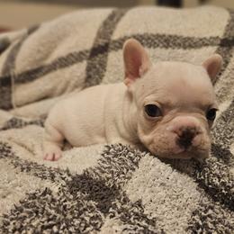 French Bulldog Puppies from Electric City Frenchies