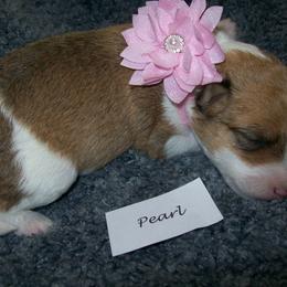 Pearl - White black and tan female Wire Fox Terrier puppy in Rochester, New York from LT Wire Fox Terriers
