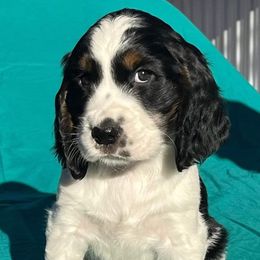 English Springer Spaniel Puppies from Music City Springers USA