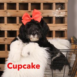 Cupcake - Black and white female Bernedoodle puppy in Heyworth, Illinois from Cobble Creek Puppies