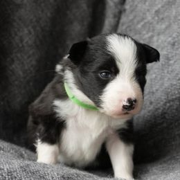 Border Collies from bordercollieludington