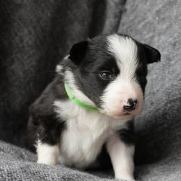 Border Collies from bordercollieludington