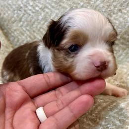 Gabriel - Red merle male Toy Australian Shepherd puppy in Miami, Oklahoma from HighEnd Aussies