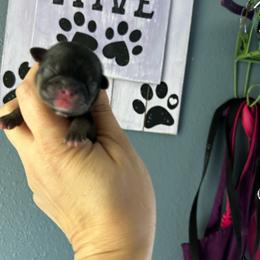 Boy 2 - Brindle male Shih Tzu puppy in Kempner, Texas from Shih Tzu Reign