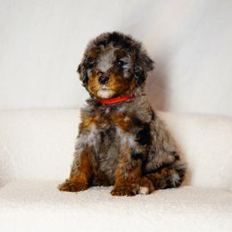 Breeze - Merle female Bernedoodle puppy in Washington from Doodle Love