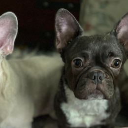 French Bulldogs from Rachel's Frenchies